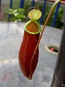 Nepenthes x coccinea 'red'